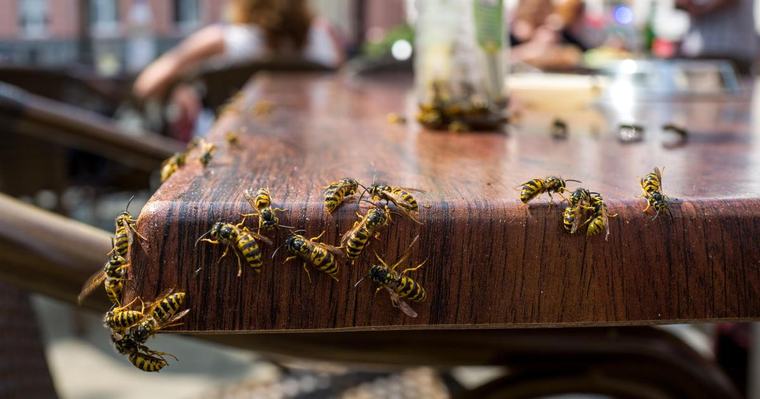 Homeowners warned of increase in 'aggresive' wasps this month and what not to do