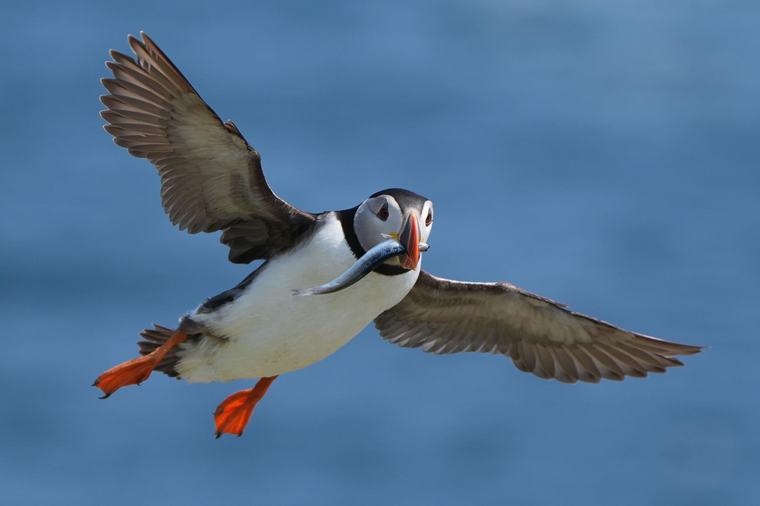 Puffin numbers fall on Scottish island amid climate change concerns