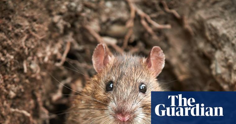 ‘Not any old vermin’: rats numbers are on the rise thanks to global heating – and poison may not be the answer