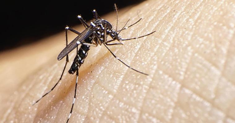 Invasive mosquito that can spread severe diseases found breeding in UK for first time