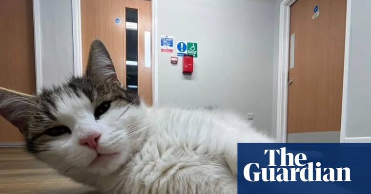 The pet I’ll never forget: Harold, the halls of residence cat, who looked after me when I first left home